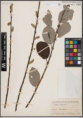 Foto von Salix caprea L.